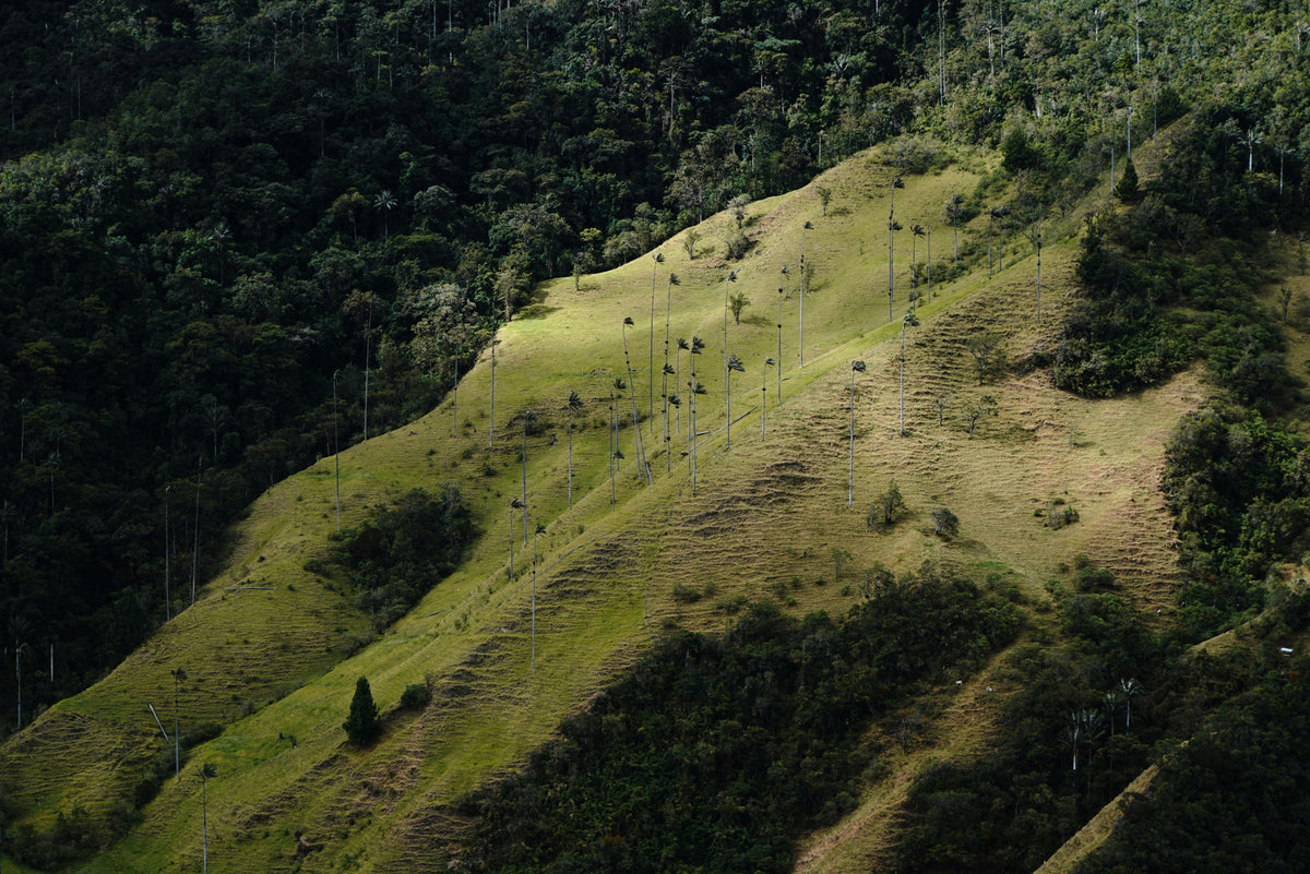 Colombia escape